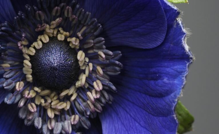 icic pru blue design